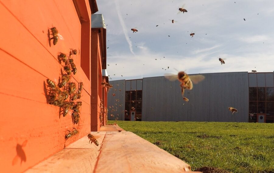 Nahaufnahme fliegender Bienen vor einem orangefarbenen Bienenstock auf einer Wiese, im Hintergrund ein Industriegebäude.