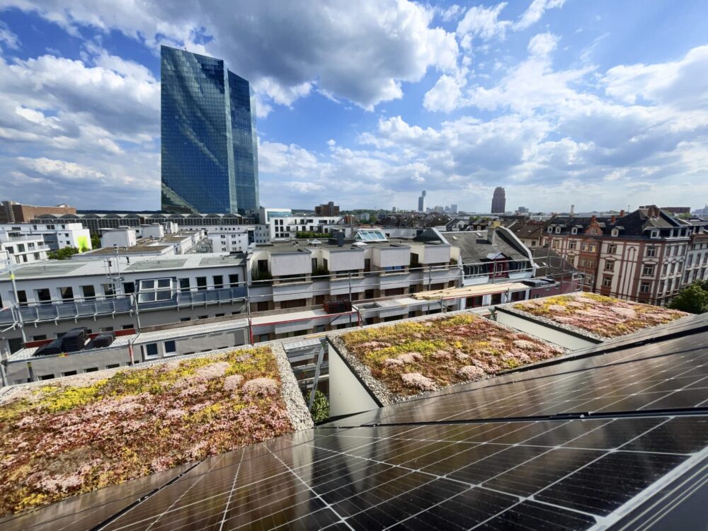 lick über die begrünten Dachflächen eines Frankfurter Wohnhauses mit Solarmodulen, im Hintergrund die Skyline mit EZB-Turm.