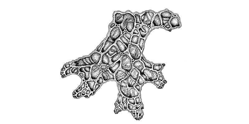 Interdisziplinärer Naturschutz