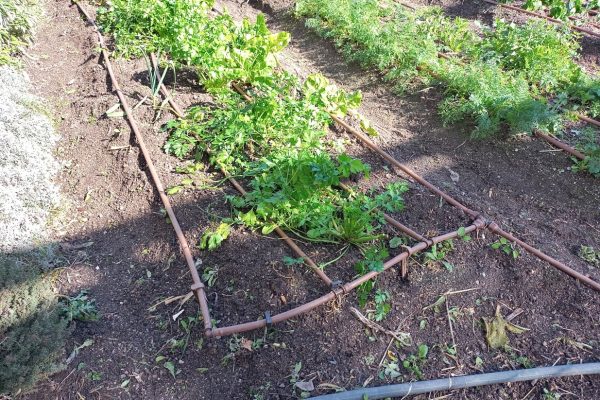 Effiziente Tropfrohrbewässerung mit braunen Schläuchen zwischen grünen Nutzpflanzen in einem Gartenbeet.