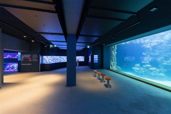 Aquarienkeller im Deutschen Meeresmuseum Stralsund mit großen, blau beleuchteten Becken und Hockern.