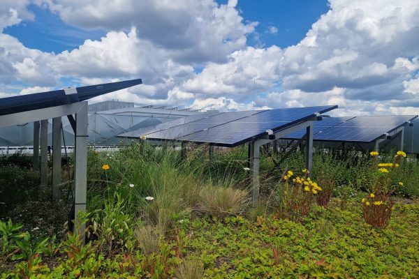 Die erhöht angeordneten PV-Module des Optigrün Solargründachs lassen ausreichend Raum für eine vielfältige Staudenvegetation auf dem Dach des IMoS der TU Berlin.