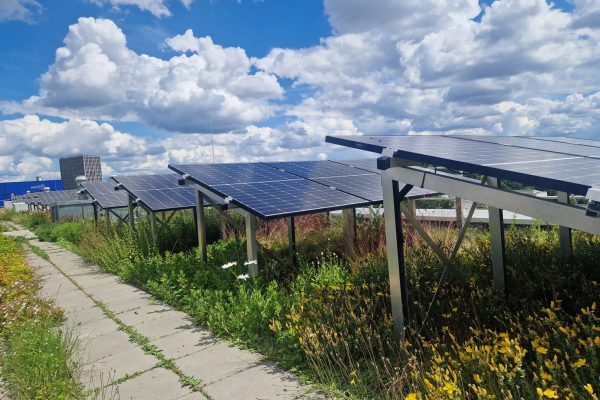 Blühende Stauden und Gräser prägen die intensiv begrünte Dachfläche zwischen und unter den erhöhten Photovoltaikmodulen.