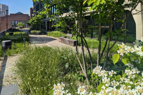 Grüne Dachlandschaft mit Holzbänken und Wegen am Postbahnhof Berlin für eine klimaresiliente Stadtentwicklung.